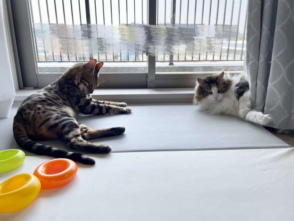 窓辺でくつろぐ猫2匹