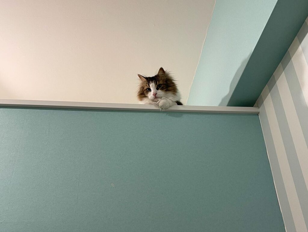 高いところから見下ろす猫